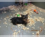 Small Photo #8 Yorkshire Terrier Puppy For Sale in CARROLLTON, GA, USA
