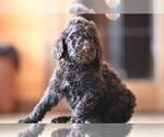 Small Photo #2 Poodle (Standard) Puppy For Sale in STANLEY, VA, USA