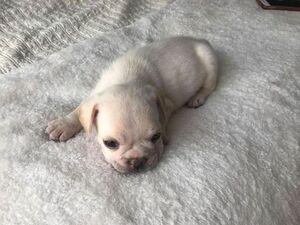 French Bulldog Puppy for sale in CHARLESTON, SC, USA