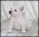 Small #7 West Highland White Terrier
