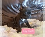 Puppy 1 French Bulldog