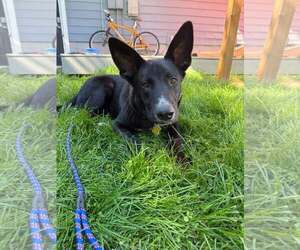 Mutt Dogs for adoption in Sandy, UT, USA
