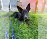 Moby - Male Mutt Dog for Adoption - Small photo