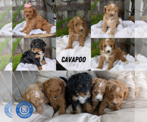 Cavapoo Litter for sale in GOSHEN, IN, USA