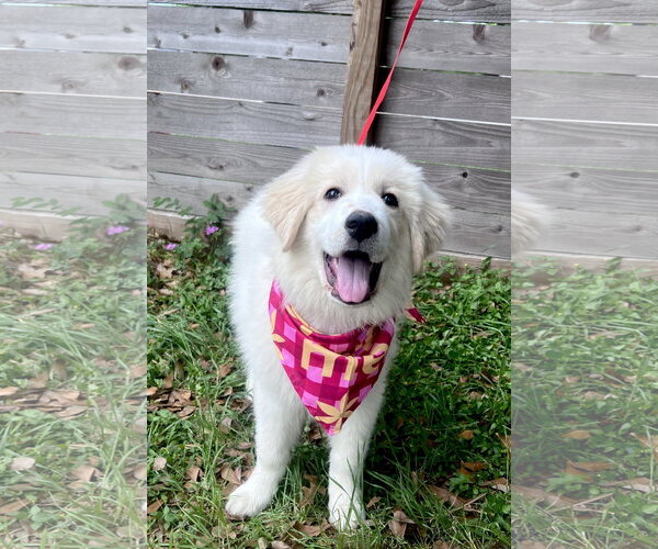 Medium Photo #1 Great Pyrenees Puppy For Sale in Spring, TX, USA