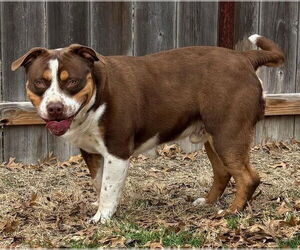 Staffordshire Bull Terrier Dogs for adoption in Great Bend, KS, USA