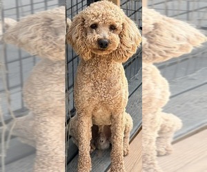 Father of the Goldendoodle (Miniature) puppies born on 10/02/2023