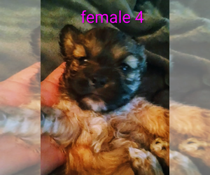 Cock-A-Tzu Puppy for sale in WOBURN, MA, USA