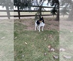 Small Photo #1 Rat Terrier Puppy For Sale in MIDDLEBURY, IN, USA
