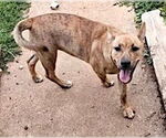 Small #6 Dutch Shepherd  Mix