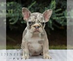 Small French Bulldog