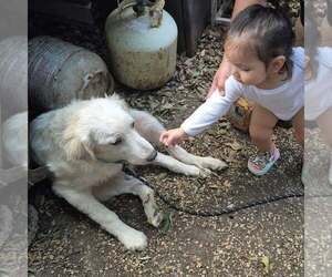 Jason - Male Great Pyrenees Dog for Adoption - Photo #3