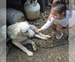 Small Photo #3 Great Pyrenees Puppy For Sale in Dallas, TX, USA