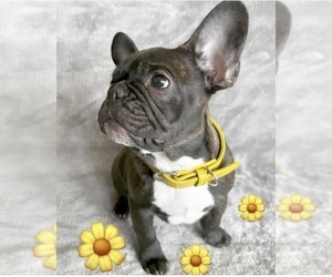 French Bulldog Puppy for sale in LONGS, SC, USA