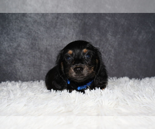Medium Photo #1 Dachshund Puppy For Sale in INDEPENDENCE, IA, USA