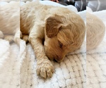 Small Photo #8 Goldendoodle Puppy For Sale in WOODLAND, AL, USA