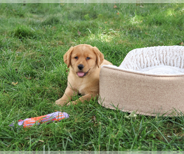 Medium Photo #5 Labrador Retriever Puppy For Sale in SYRACUSE, IN, USA