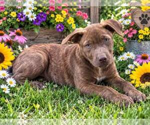 BEAR - Male Labrador Retriever Dog for Adoption - Photo #3