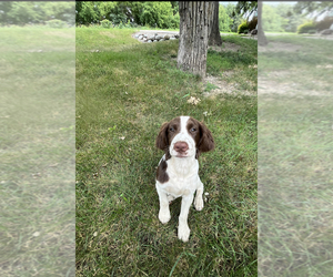 English Springer Spaniel Puppy for sale in ASHBY, MN, USA