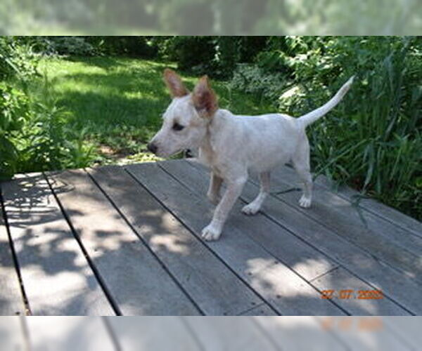 Medium Photo #2 Basenji-Unknown Mix Puppy For Sale in Grafton, WI, USA