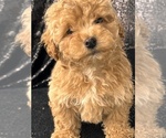 Image preview for Ad Listing. Nickname: Teddy