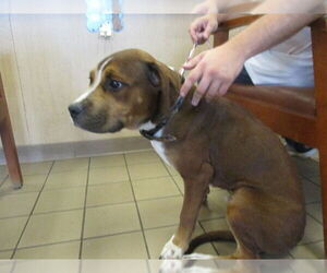 Catahoula Leopard Dog Dogs for adoption in Ocala, FL, USA