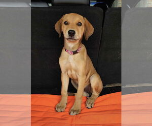 Mutt Dogs for adoption in Fort Worth, TX, USA