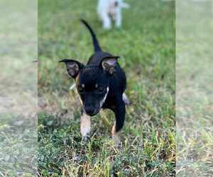 Chiweenie Dogs for adoption in Princeton, MN, USA