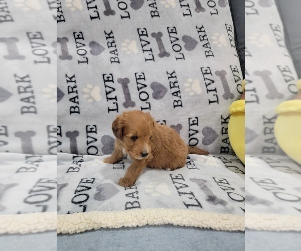 Medium Photo #9 Aussie-Poo Puppy For Sale in DORAL, FL, USA