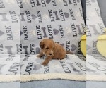 Small Photo #9 Aussie-Poo Puppy For Sale in DORAL, FL, USA