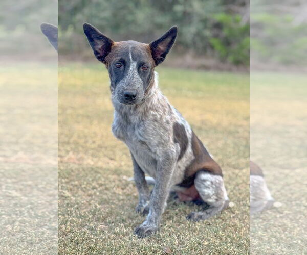 Medium Photo #1 Mutt Puppy For Sale in PIPE CREEK, TX, USA