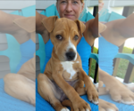 Small #21 American Staffordshire Terrier-Labrador Retriever Mix