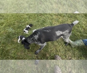 Mother of the German Shorthaired Pointer puppies born on 09/05/2026