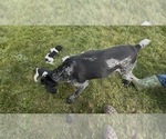 Small Photo #1 German Shorthaired Pointer Puppy For Sale in ARGONNE, WI, USA