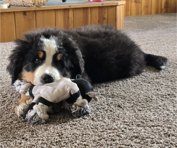 Medium Photo #6 Bernese Mountain Dog Puppy For Sale in SALMON, ID, USA