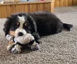 Small #5 Bernese Mountain Dog
