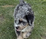 Small #5 Bernedoodle