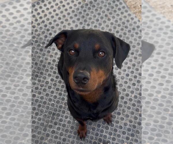Medium Photo #2 Rottweiler Puppy For Sale in San Antonio, TX, USA