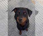 Small #1 Rottweiler