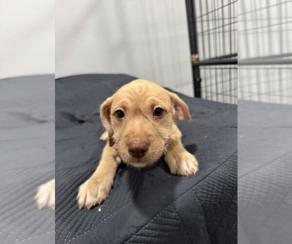 Medium Photo #2 American Pit Bull Terrier-Miniature Schnauzer Mix Puppy For Sale in Oak Bluffs, MA, USA