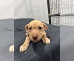 Small #1 American Pit Bull Terrier-Miniature Schnauzer Mix