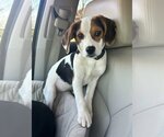 Small Photo #1 Beagle Puppy For Sale in Arlington, VA, USA