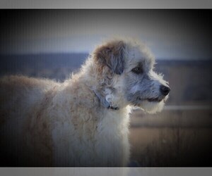 Bordoodle Dog for Adoption in OLATHE, Colorado USA