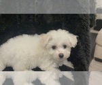 Small #5 Bichon Frise