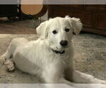 Small #1 Great Pyrenees