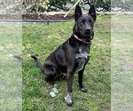 Small Photo #6 Australian Shepherd-German Shepherd Dog Mix Puppy For Sale in Corona, CA, USA