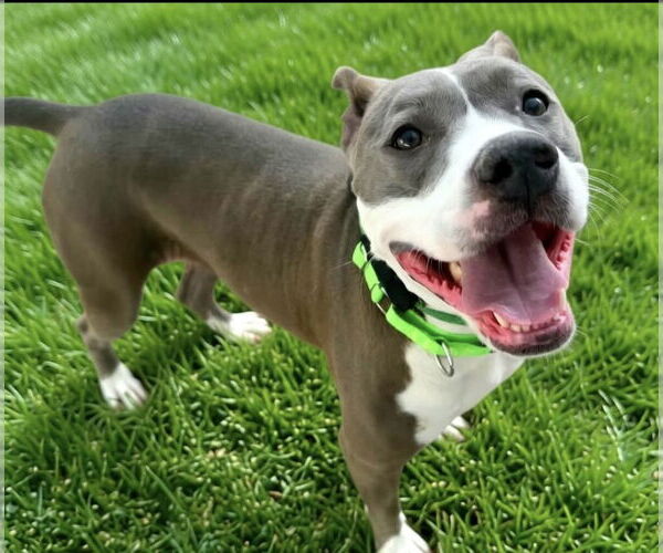 Medium Photo #1 American Pit Bull Terrier-Unknown Mix Puppy For Sale in Chandler, AZ, USA