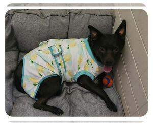 MAGGIE - Female Australian Kelpie-Unknown Mix Dog for Adoption - Photo #2
