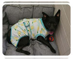 Small Photo #2 Australian Kelpie-Unknown Mix Puppy For Sale in Chandler, AZ, USA