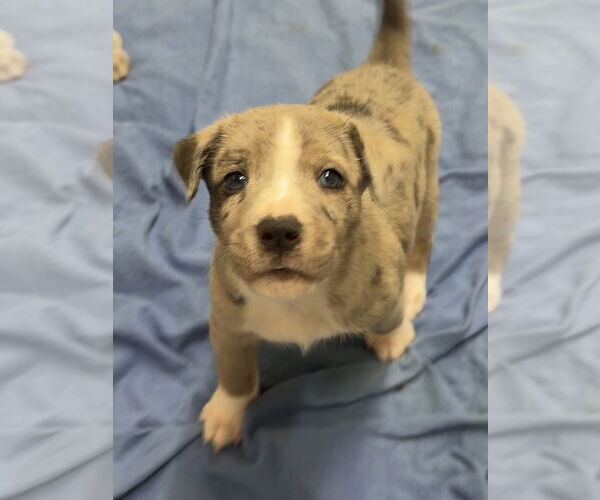 Medium Photo #2 Catahoula Leopard Dog-Unknown Mix Puppy For Sale in Green Forest, AR, USA